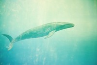 A whale animal mammal motion. AI generated Image by rawpixel.