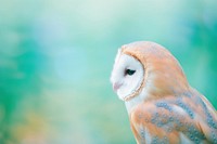 An owl animal bird wildlife. AI generated Image by rawpixel.