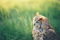 An owl animal grass plant. 