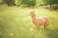 An alpaca in the garden animal mammal plant. AI generated Image by rawpixel.