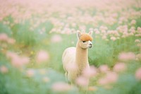An alpaca in the flower garden animal mammal llama. AI generated Image by rawpixel.