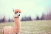 An alpaca wildlife animal mammal. AI generated Image by rawpixel.