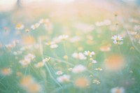Daisy garden outdoors blossom nature. AI generated Image by rawpixel.