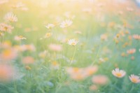 Daisy garden outdoors nature flower. AI generated Image by rawpixel.