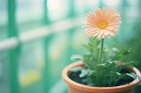 Daisy in the plant pot flower aster inflorescence. 