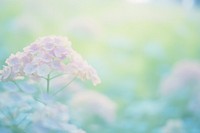 Hydrangea garden outdoors blossom flower. AI generated Image by rawpixel.