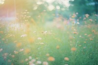 Summer flower garden grassland outdoors nature. AI generated Image by rawpixel.