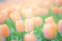 Tulip garden outdoors blossom flower. AI generated Image by rawpixel.