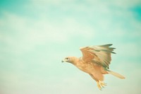 A eagle animal motion flying. AI generated Image by rawpixel.