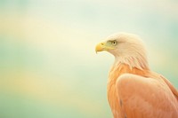A eagle animal beak bird. AI generated Image by rawpixel.