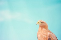 A eagle animal bird beak. AI generated Image by rawpixel.