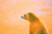 A grizzly bear wildlife animal mammal. AI generated Image by rawpixel.