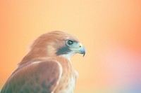 A hawk buzzard animal beak. AI generated Image by rawpixel.