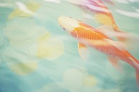 A koi fish animal carp underwater. 