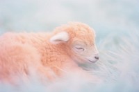 A lamb livestock animal mammal. AI generated Image by rawpixel.
