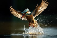 Kingfisher catching fish animal flying bird.