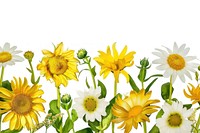 Sunflower and daisy backgrounds outdoors nature.