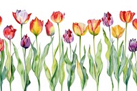Tulip backgrounds flower nature.
