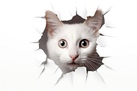 Cat peeking out through a paper hole portrait animal mammal. AI generated Image by rawpixel.