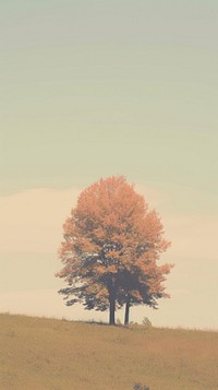 Aesthetic fall tree landscape wallpaper plant tranquility agriculture.