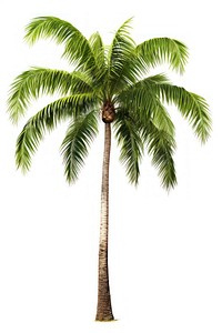 Two palm tree tropics plant green.