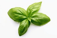 A basil leave plant herbs food.
