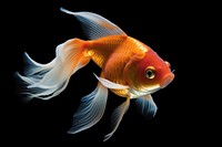 A gold fish goldfish animal black background.