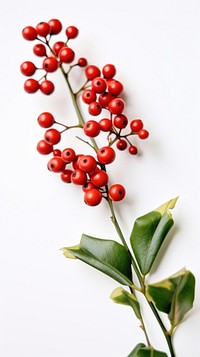 A holly on the white table flower plant fruit.