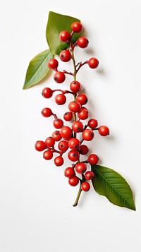 A holly on the white table cherry plant fruit.