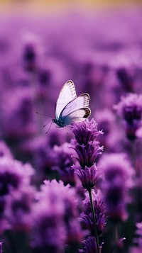  A purple butterfly flying in purple lavender flowers garden blossom insect petal. AI generated Image by rawpixel.