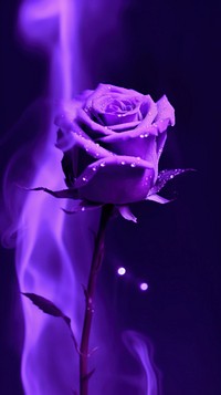  A purple rose on purple fire flower plant blue. AI generated Image by rawpixel.