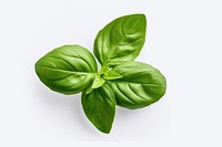Basil leaves food vegetable plant.
