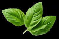 Basil leaves plant herbs leaf.