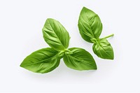 Basil leaves plant herbs food.