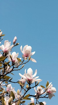 Spring magnolia flowers sky outdoors blossom.