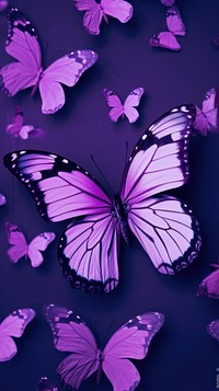  Purple butterfly animal insect invertebrate. 