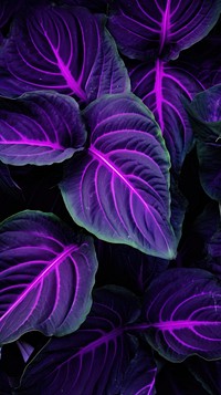  Purple big leaves plant leaf backgrounds. AI generated Image by rawpixel.