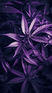  Purple haze cannabis wallpaper plant backgrounds monochrome. AI generated Image by rawpixel.