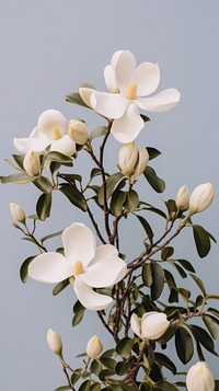 White magnolia flowers blossom orchid plant.