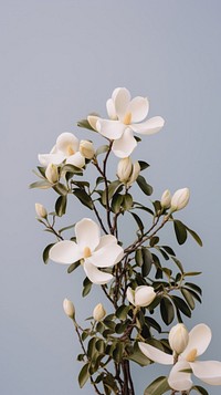 White magnolia flowers blossom plant petal.