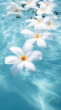 Plumeria flower floating outdoors nature petal. 