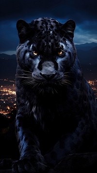 Panther on the mountain wildlife animal mammal.