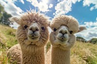 2 alpacas animal livestock mammal.