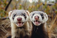 2 ferrets animal smiling mammal.