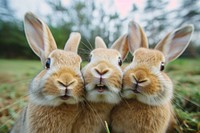 3 bunnies animal mammal rodent.