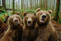 3 bears animal wildlife outdoors.
