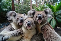 3 koalas animal wildlife mammal.