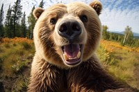 Selfie of a bear animal wildlife mammal.