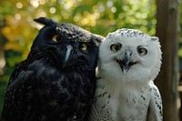 Black owl and white owl animal bird beak.