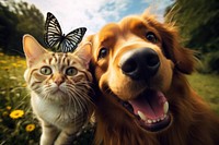 Horse and dog and butterfly animal portrait outdoors.